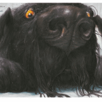 El perro negro 6